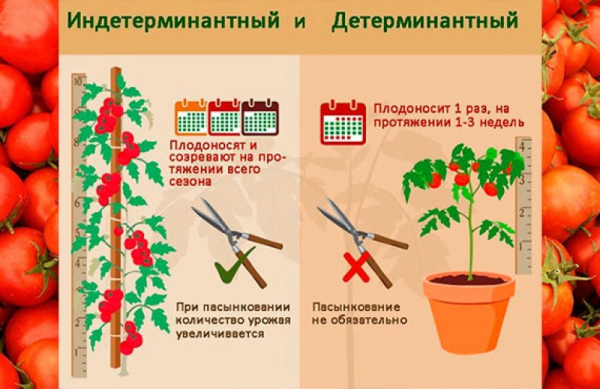 Как узнать о сорте по виду растения — что такое детерминантный помидор